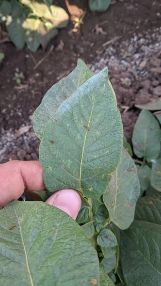 فيه كروتة ع الورق و فيه اصفرار في القمه النامية في بعض الجور ارجو التشخيص السليم